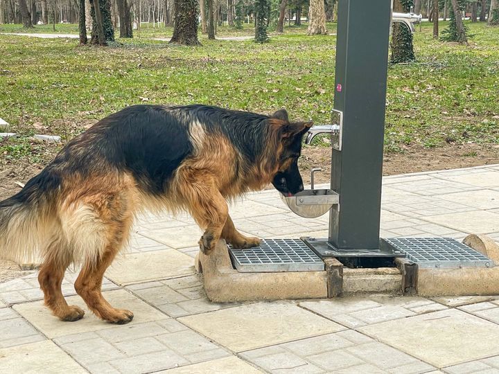 Домашните любимци вече имат свои чешми в Ямбол 