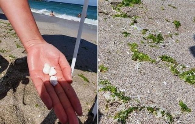 Палмово масло замърси плажовете по Южното Черноморие