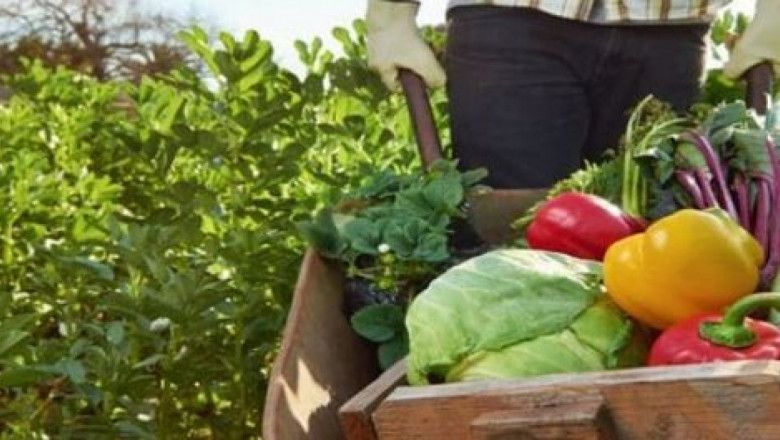 Удължава се срокът за доказване на реализираната продукция от плодове и зеленчуци