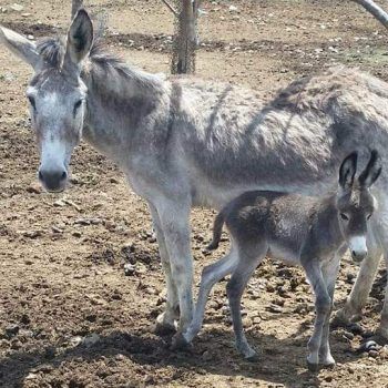 Ферма село Селиминово