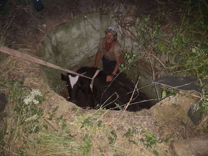 Екипи на пожарната служба в Сливен извадиха крава, паднала в шахта