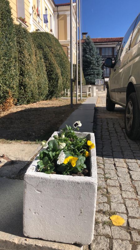 Нови коренчета виоли ще красят Котел за празника на града