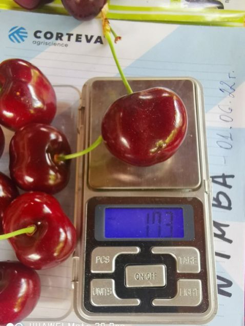  нови сортове плодове по 15-17 грама всеки