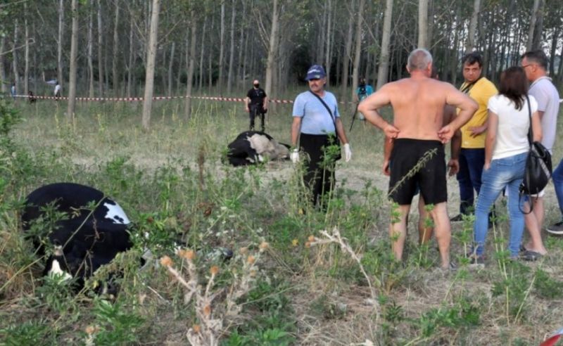 29 крави умряха след водопой