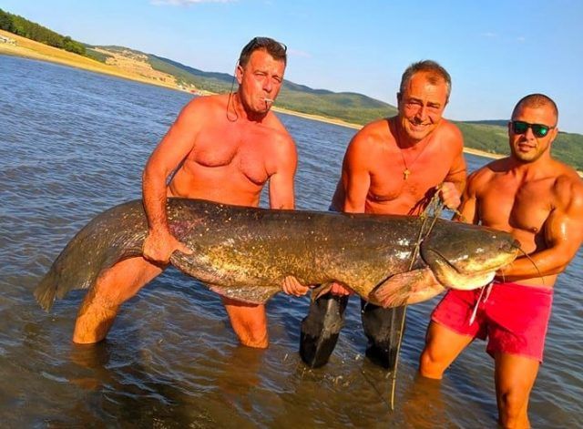 Уловиха огромен сом в язовир “Жребчево”