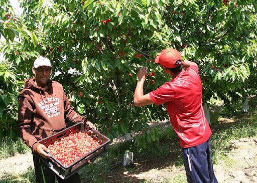 ази година Бургас не иска берачи на череши от Сливен заради коронавируса