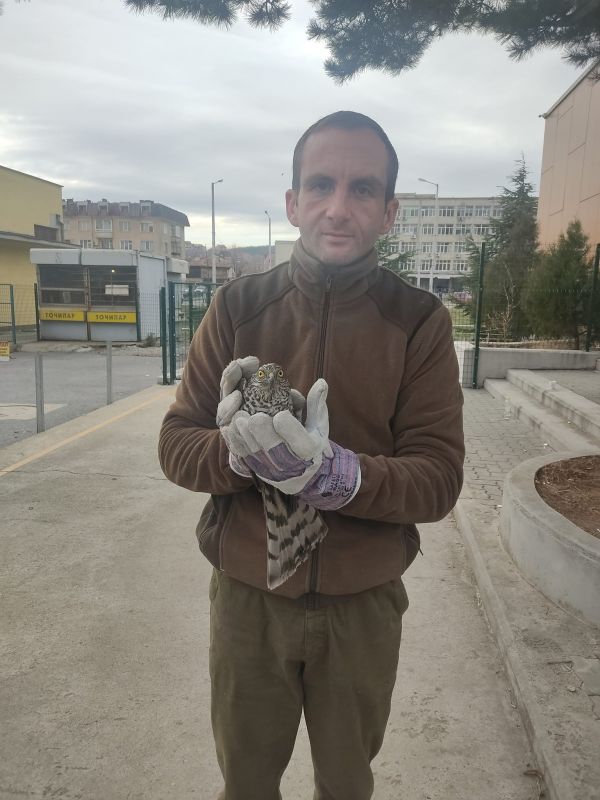 Спасиха заблуден малък ястреб в Сливен