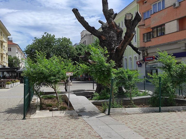 Продължават грижите за пространството около Стария бряст в Сливен