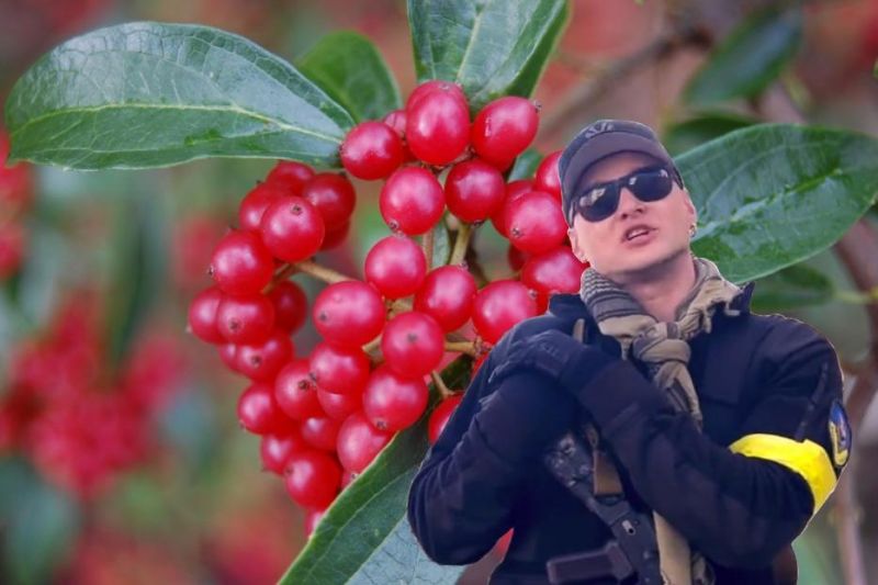 Червона калина