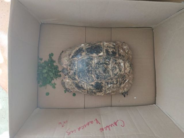 Експерти от ДПП 'Сините камъни' освободиха в природата Шипобедрена костенурка