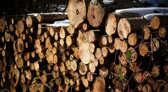 Горски служители и полицаи заловиха притежатели на незаконна дървесина при съвместна акция в гр. Николаево