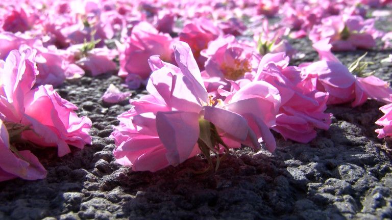 Розопроизводители унищожават насажденията си