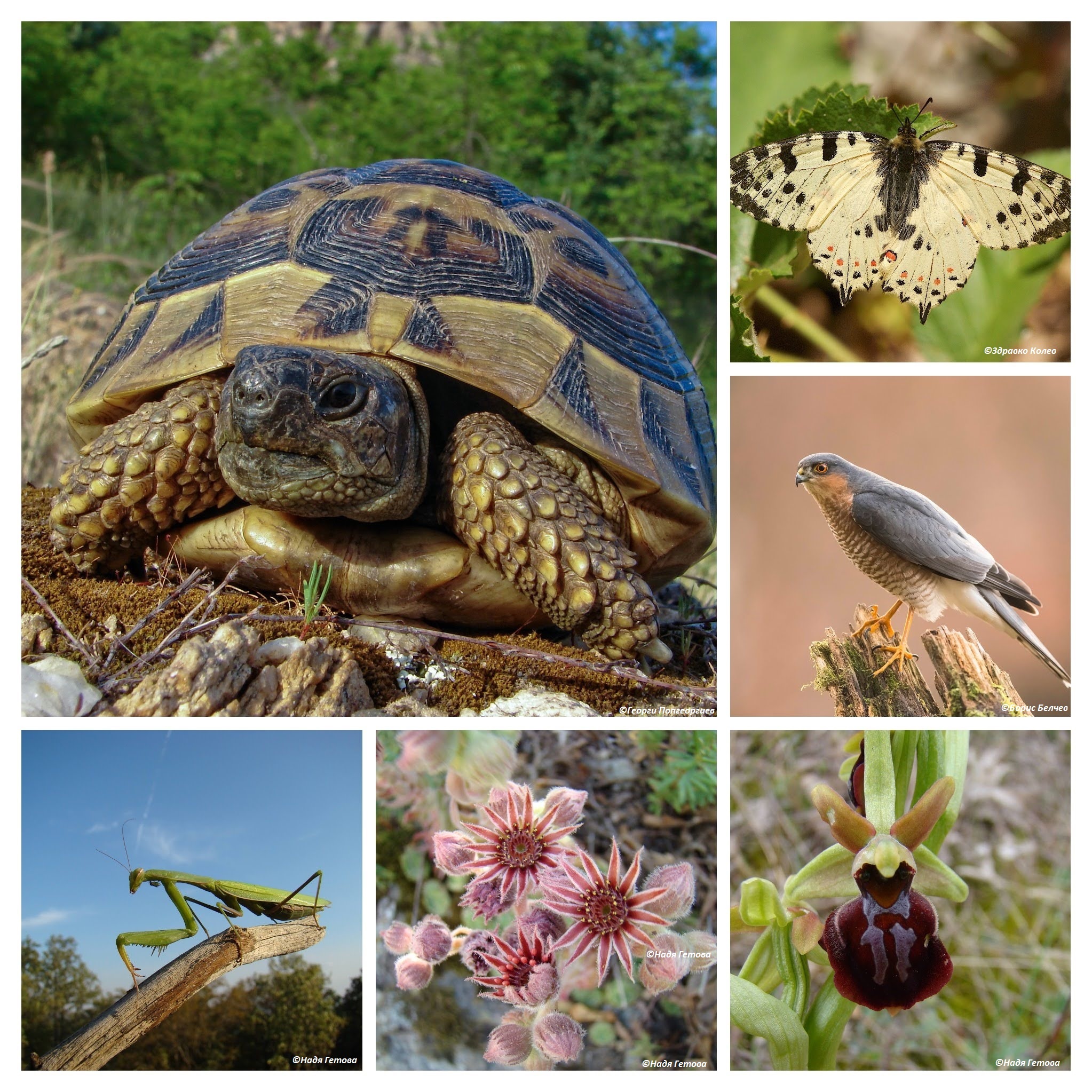 COLLAGE25.jpg