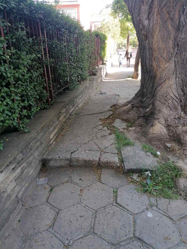 Дърво