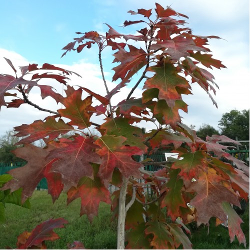 Quercus_rubra (6)-500x500.jpg