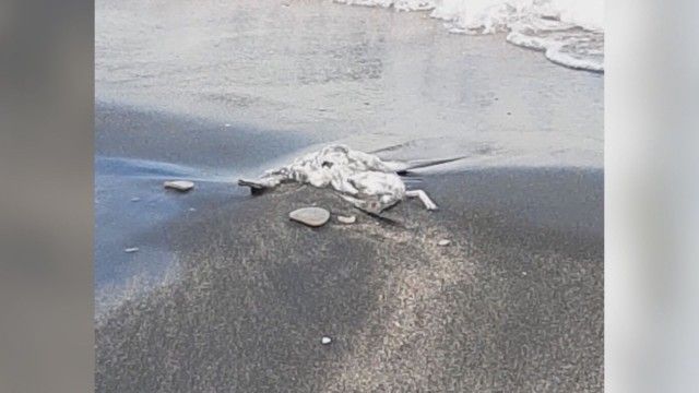 Мъртви птици