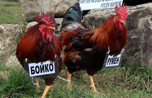 За празника: Бой между петлите Бойко и Румен 