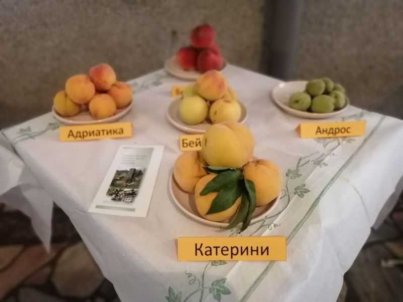 Отличиха три градини на празника „Златна праскова“ в Гавраилово