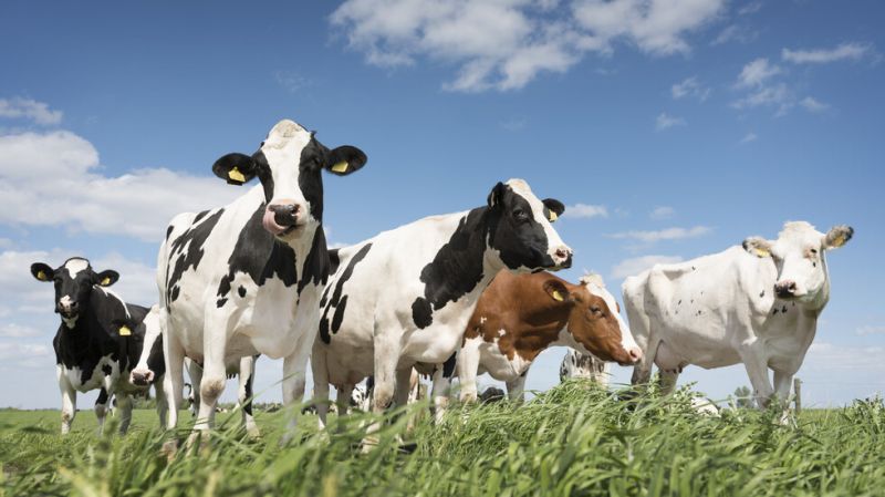 Село Сборище се вдигна на бунт срещу 40 крави