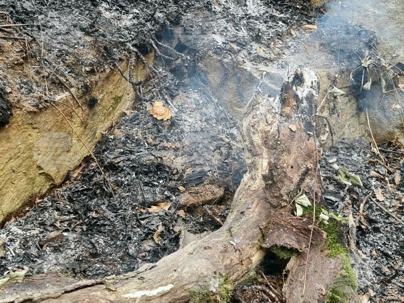 Вековен дъб изгоря в парка на сливенското село Самуилово, известно с щъркеловата си колония