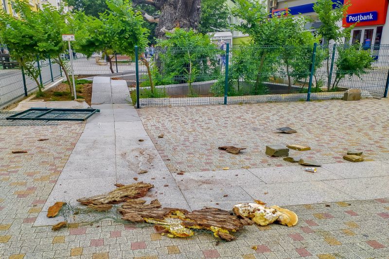 Неадекватен мъж посегна на Стария бряст, хвърлял камъни по хората