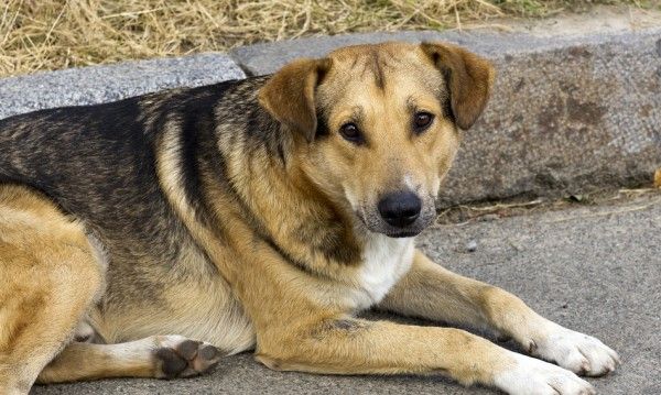 Община Сливен обявява обществено обсъждане на проект за овладяване популацията на безстопанствените кучета 