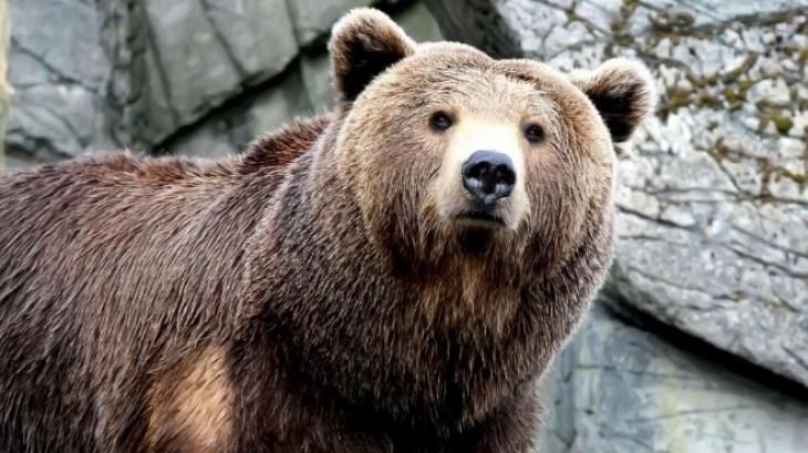 От РДГ-Сливен опровергаха информация за ранена мечка в местност до града