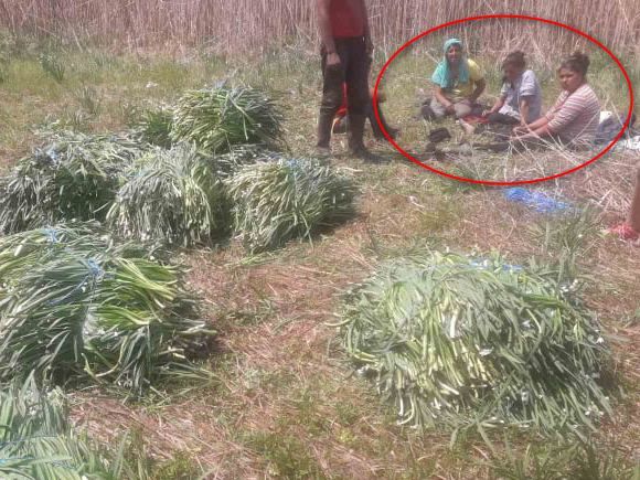 Незаконен добив