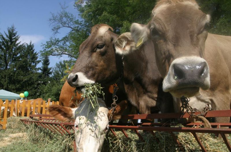 Фермерите на помощи трябва да докажат продукцията си