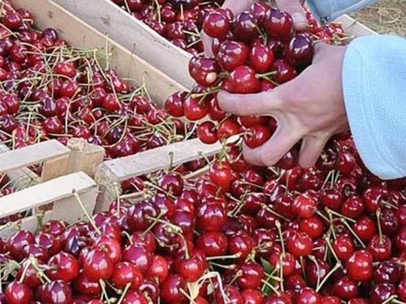 Предстои третиране на площи с череши в местност ,,Къра‘‘